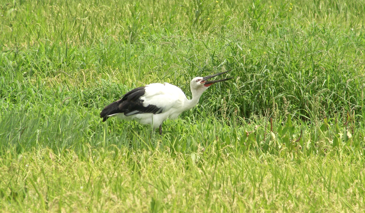 コウノトリ「ひかる」