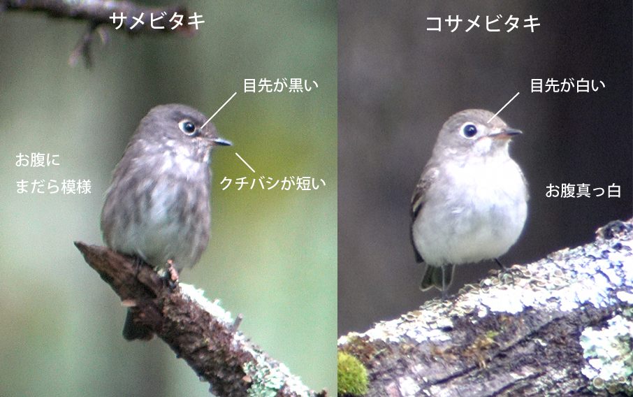 サメビタキとコサメビタキ比較