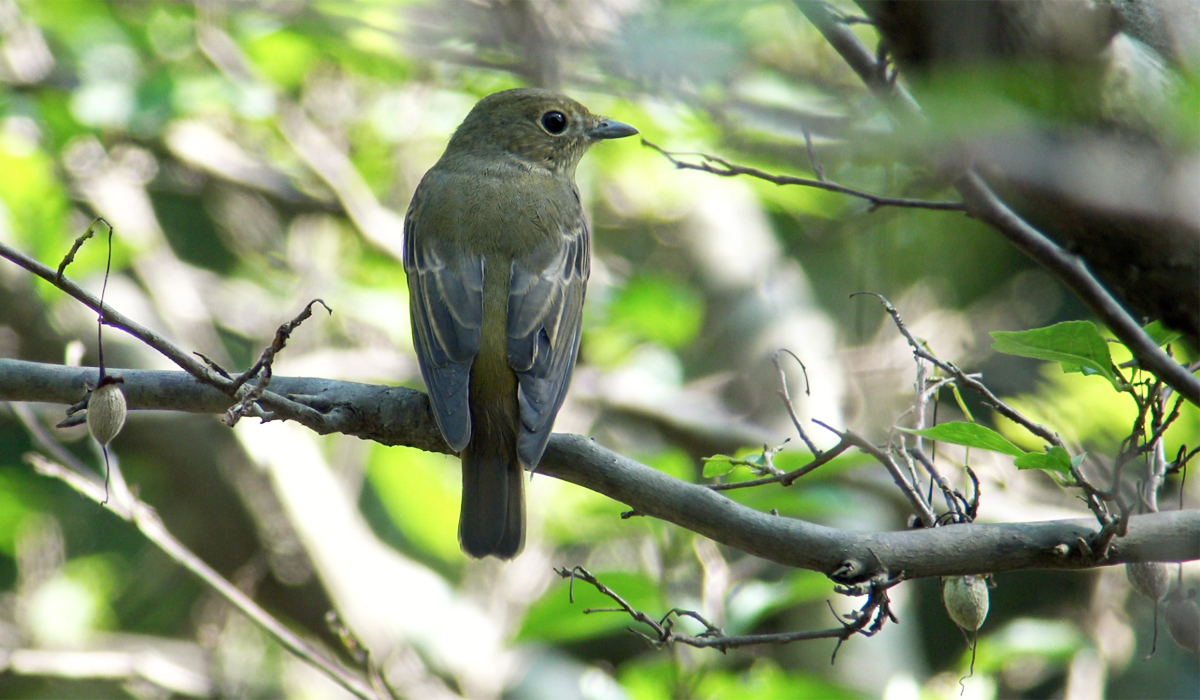 キビタキ♀