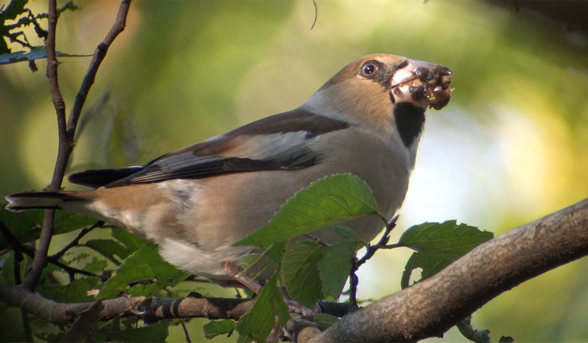 野鳥・シメ