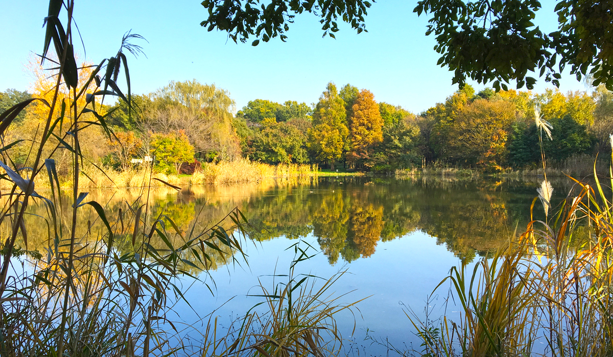 公園の池