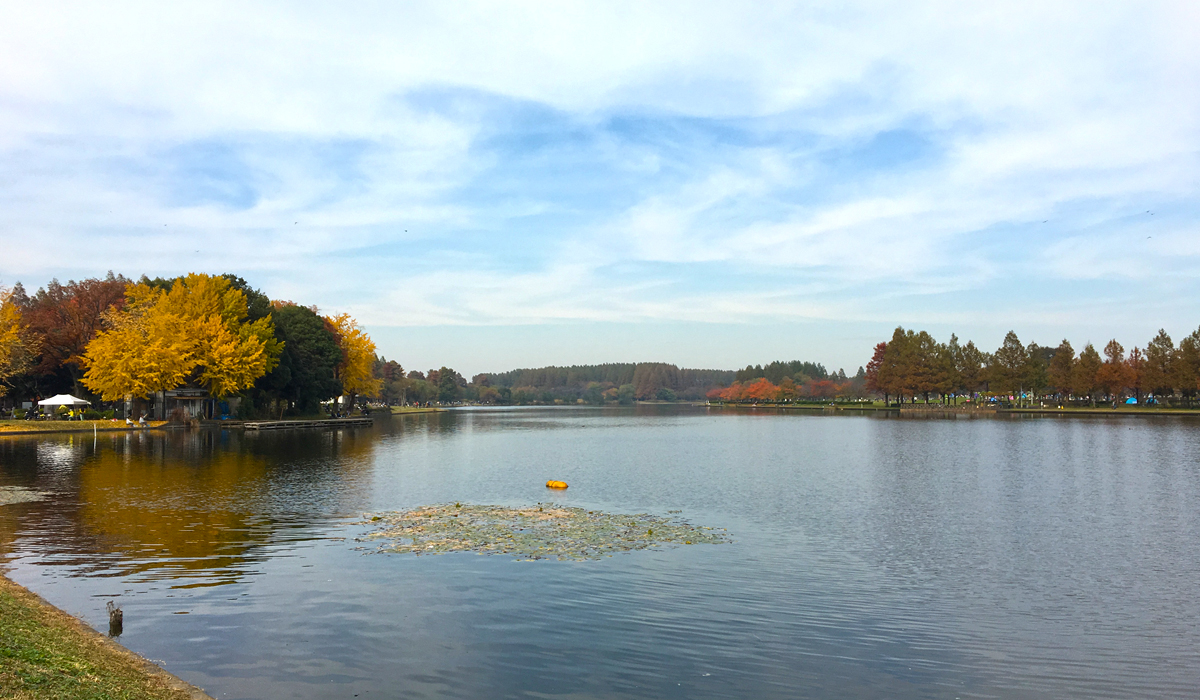 公園の池