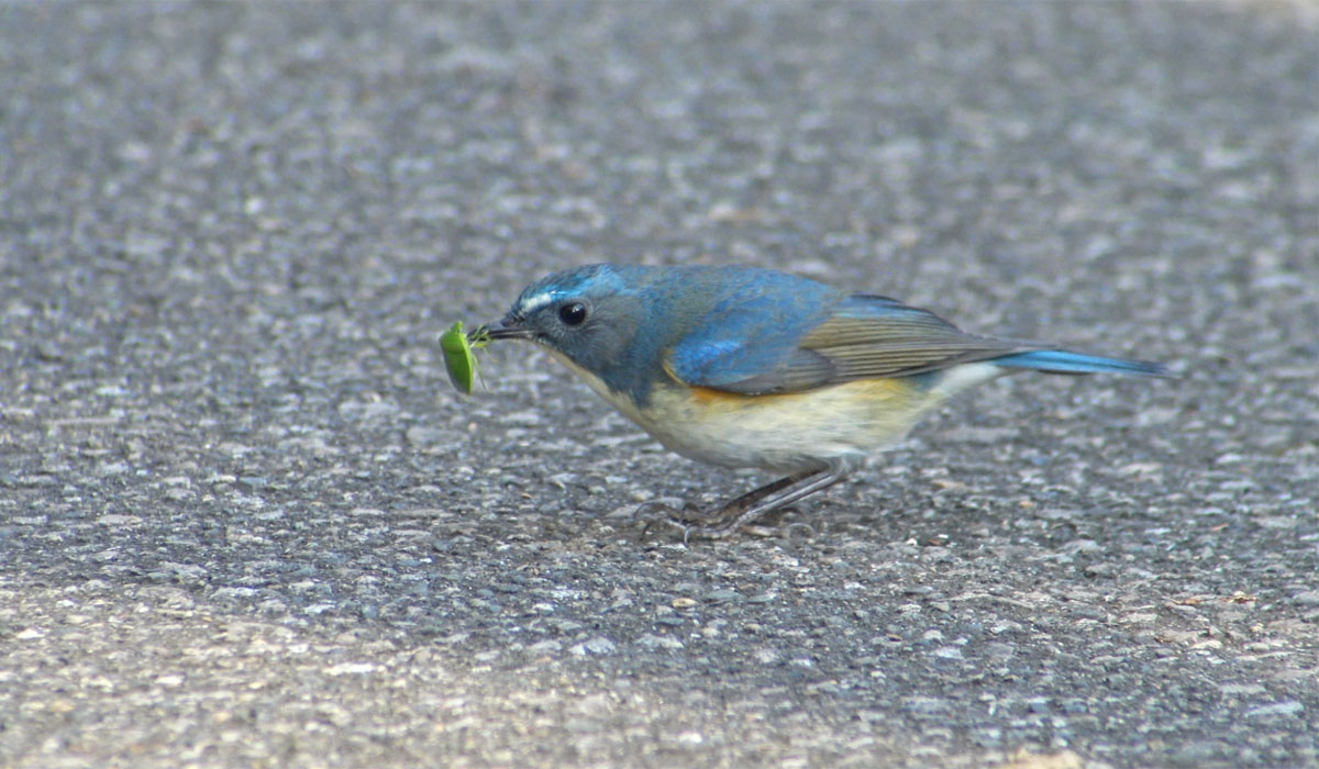 ルリビタキの捕食シーン