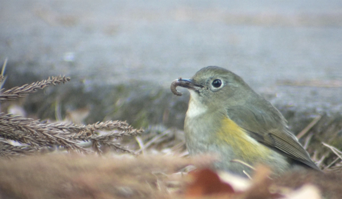 ルリビタキの捕食シーン