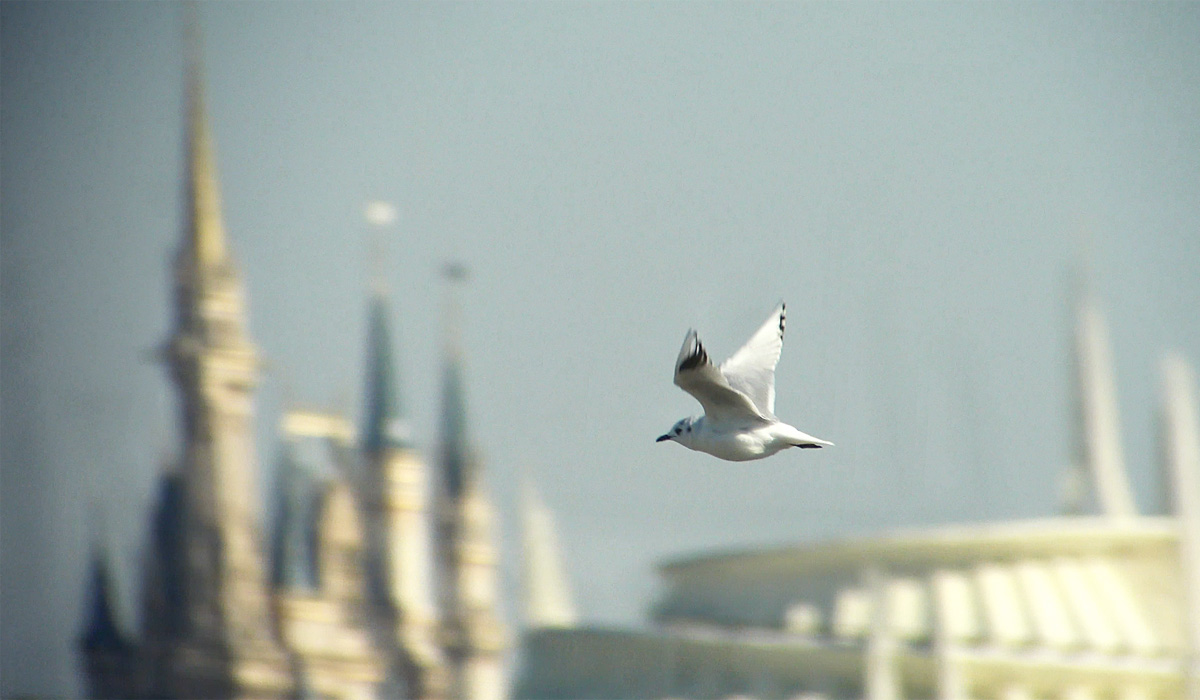 ディズニーランドとズグロカモメ