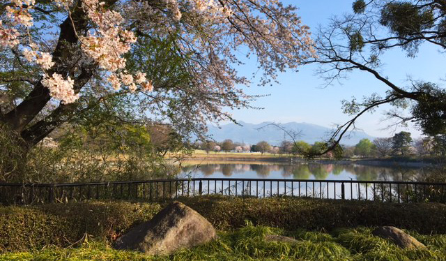 公園の桜