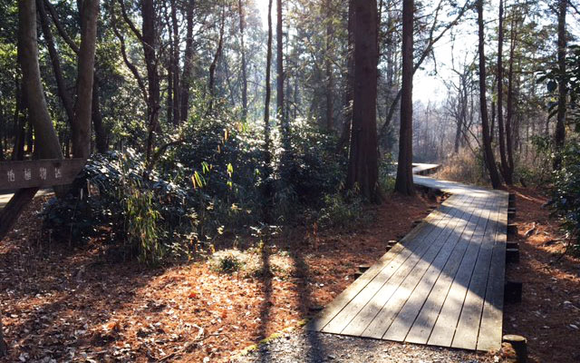 井頭公園の木道