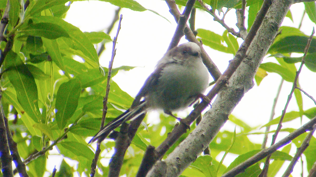 シマエナガの幼鳥