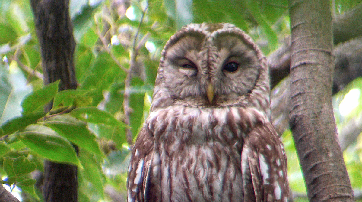 “フクロウ親鳥のウインク”