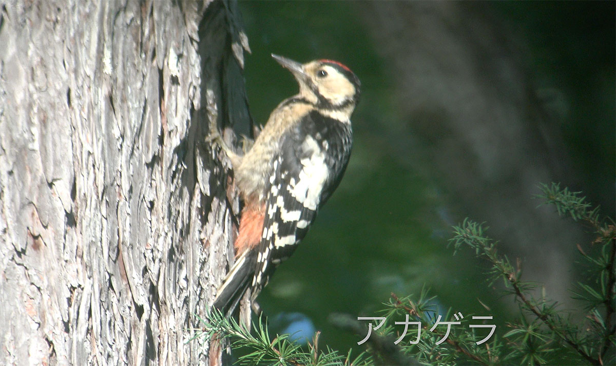 “アカゲラ”