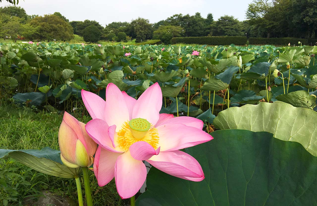 “行田市、古代蓮”