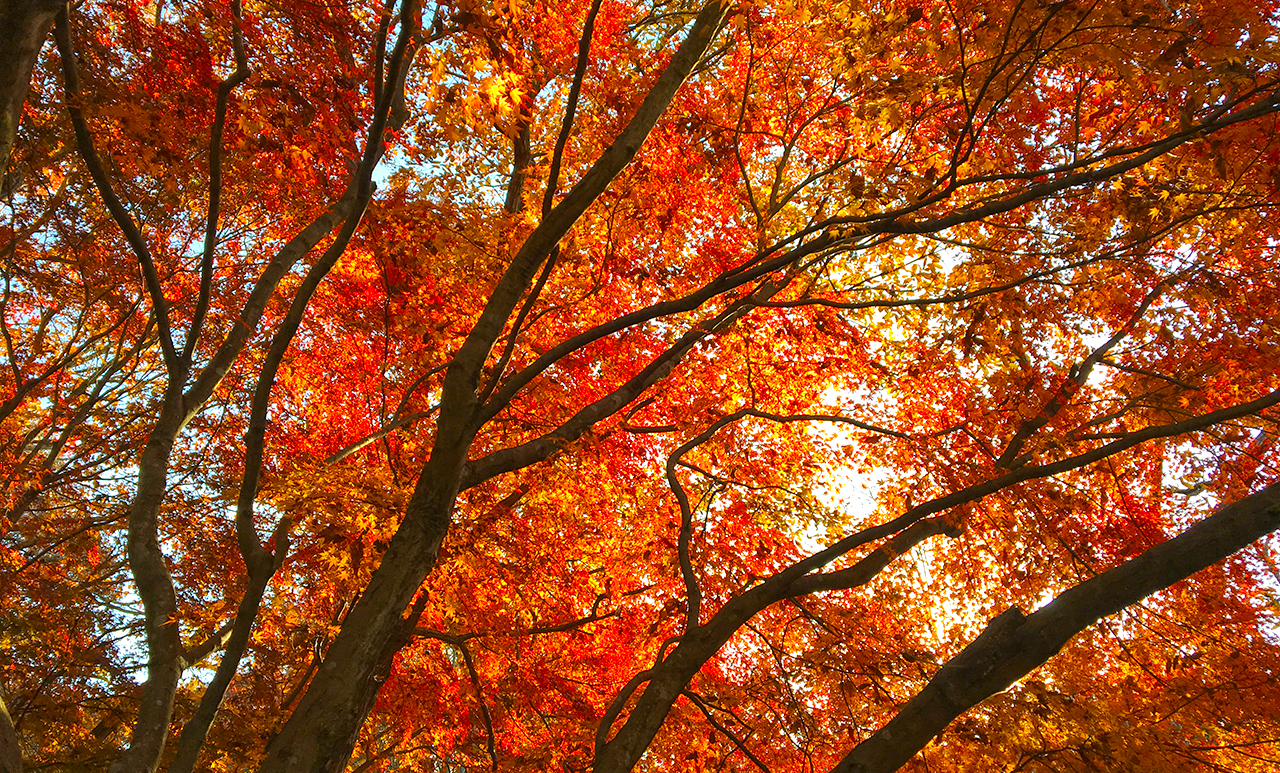 “井頭公園・紅葉”