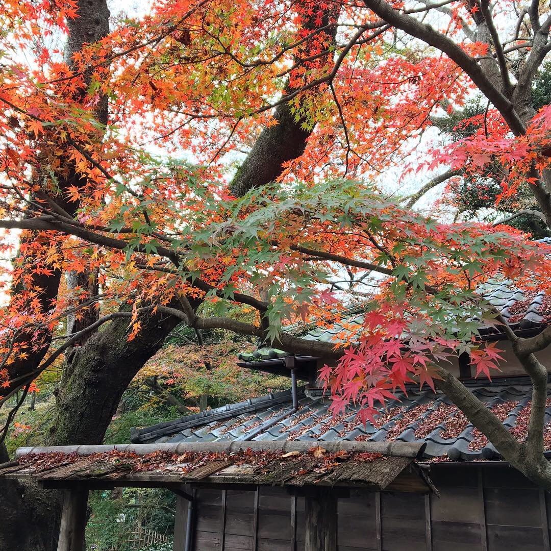 “里見公園・紅葉”