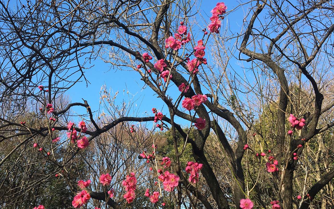 “梅の花”