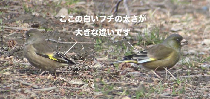 “オオカワラヒワとカワラヒワ比較”