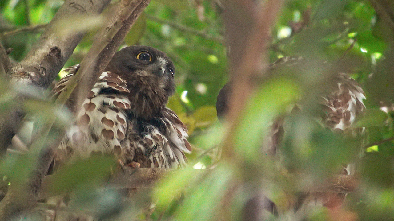 “アオバズクのつがい”