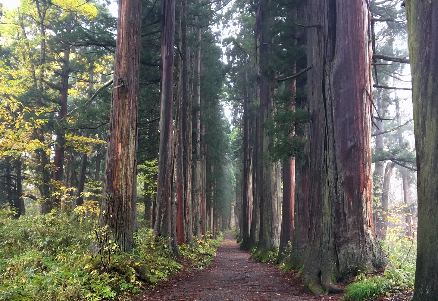 “戸隠神社・杉の並木”