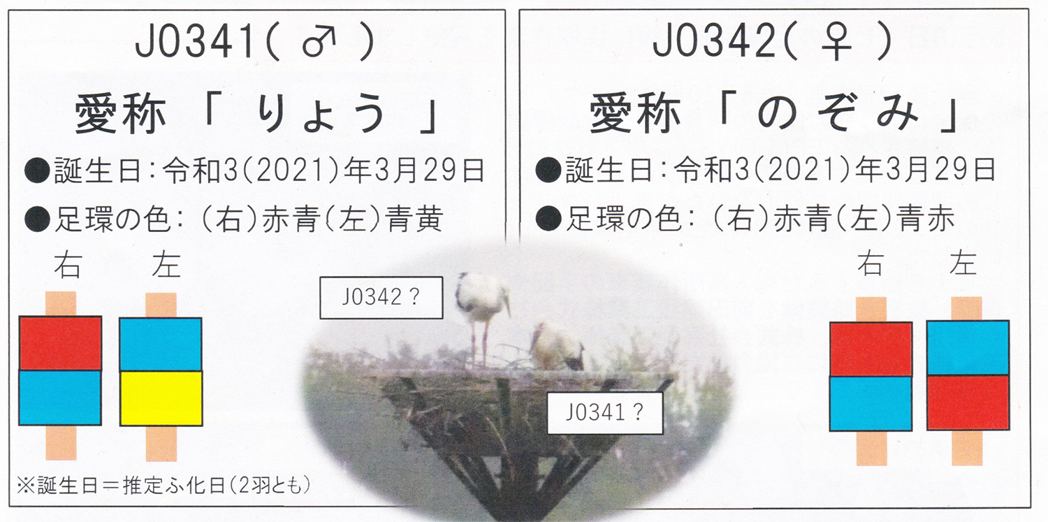 “コウノトリのヒナ愛称が「りょう」と「のぞみ」に決定”