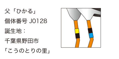 “コウノトリひかる君の足環”