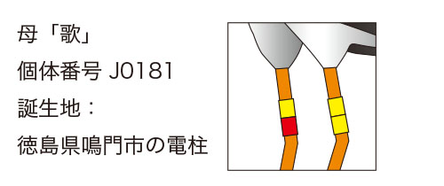 “コウノトリ歌ちゃんの足環”