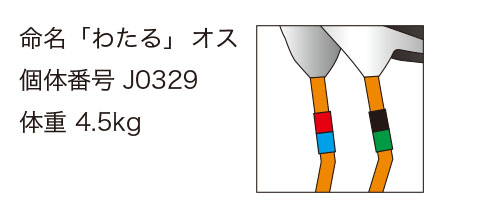 “コウノトリ・わたる君の足環”