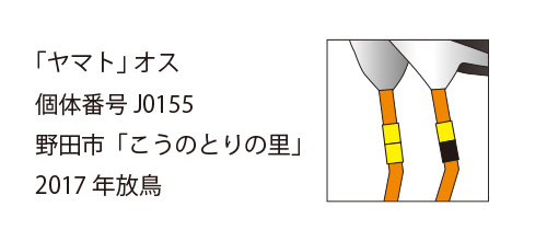 “コウノトリ・ヤマトの足環”