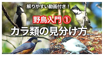 “野鳥入門シジュウカラの仲間”