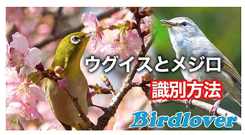 “野鳥入門ウグイスの鳴き声”